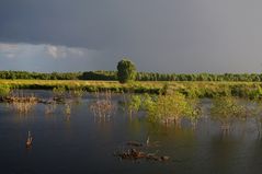 Moor im August