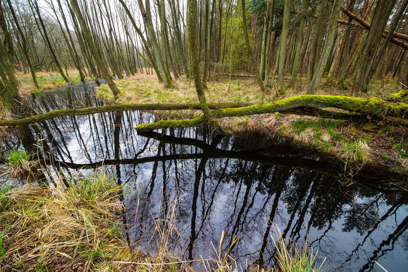 Moor im Darßer Wald