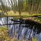 Moor im Darßer Wald