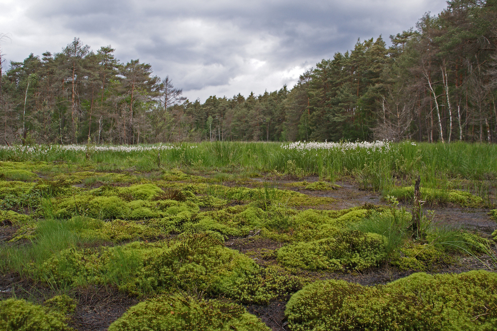 Moor im Daubaner Wald