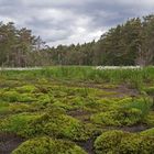 Moor im Daubaner Wald