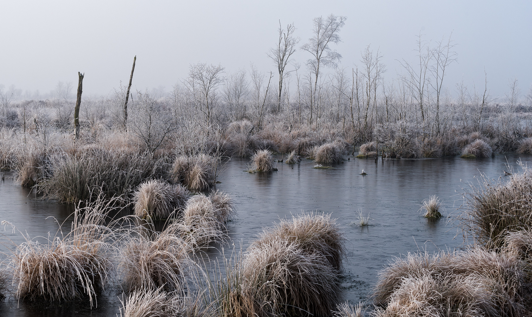 Moor im Dezember