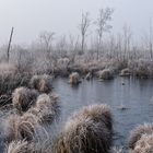 Moor im Dezember