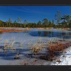 Moor im ersten Schnee