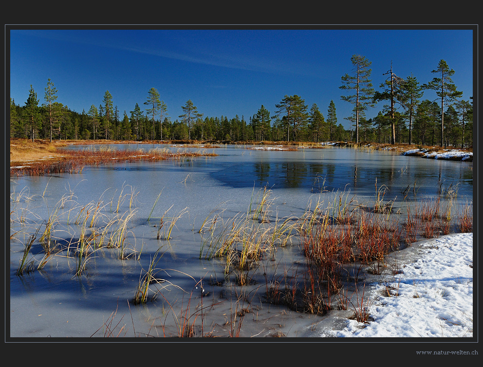 Moor im ersten Schnee