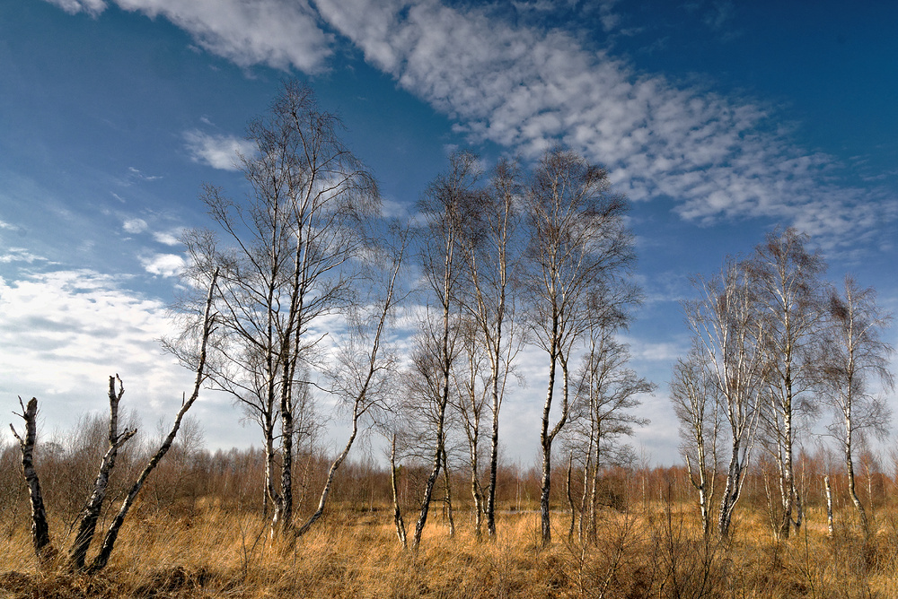 Moor im Februar