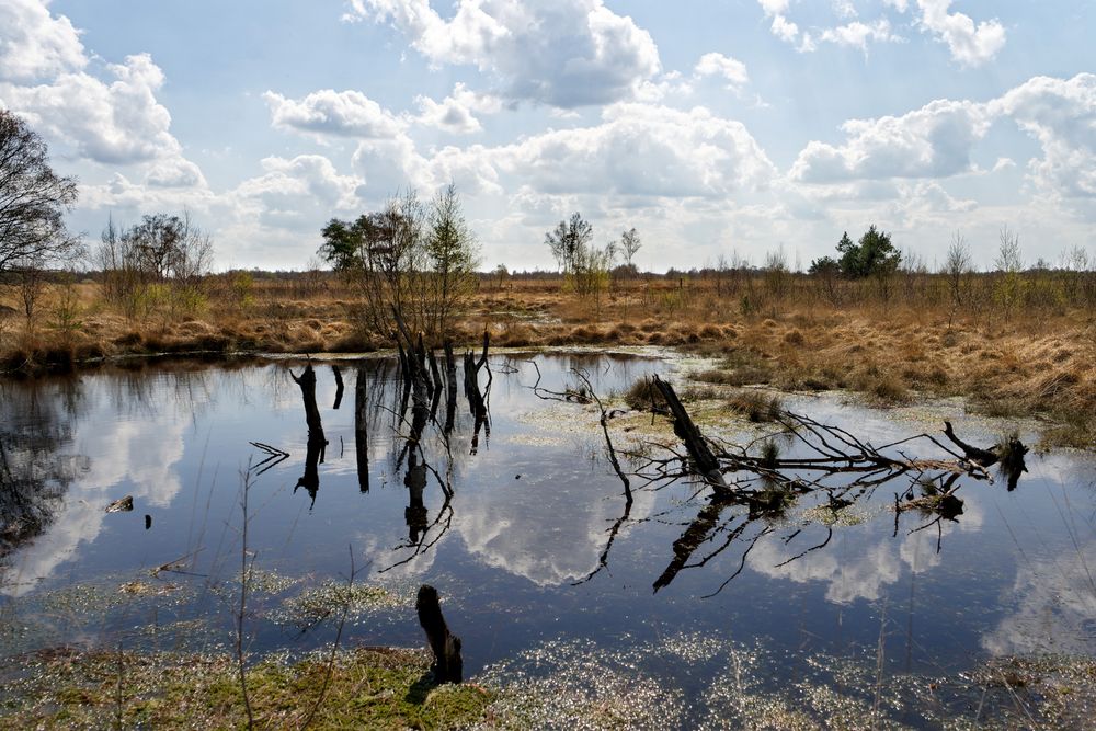 Moor im Frühling