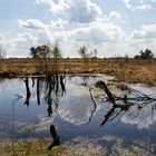 Moor im Frühling