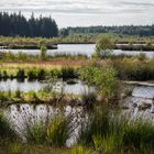 Moor im Gegenlicht