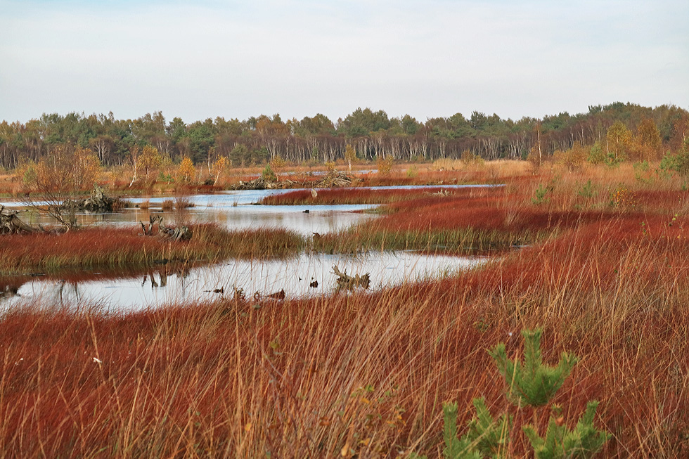 Moor im Herbst 2017