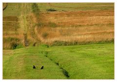 Moor im Herbst