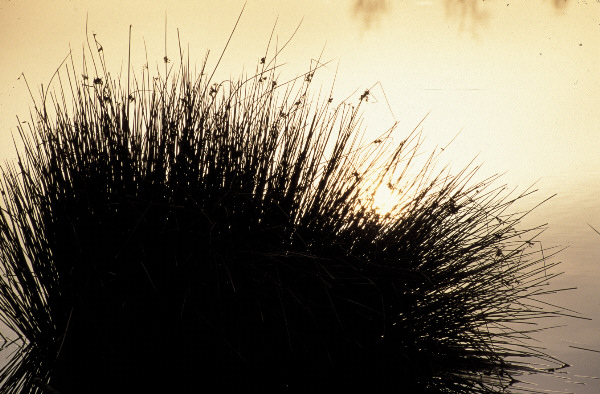 Moor im Herbst