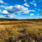 Moor im Herbst am Kungsleden