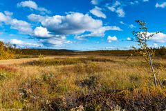 Moor im Herbst am Kungsleden