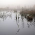 Moor im herbstlichen Nebel