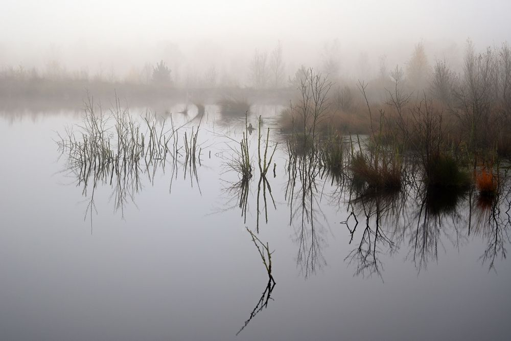 Moor im herbstlichen Nebel