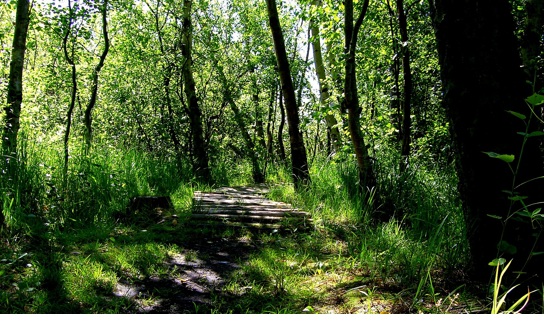 Moor im Küstenwald""