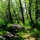 Moor im Küstenwald""