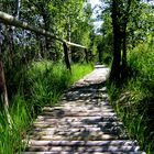 Moor im Küstenwald