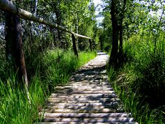 Moor im Küstenwald