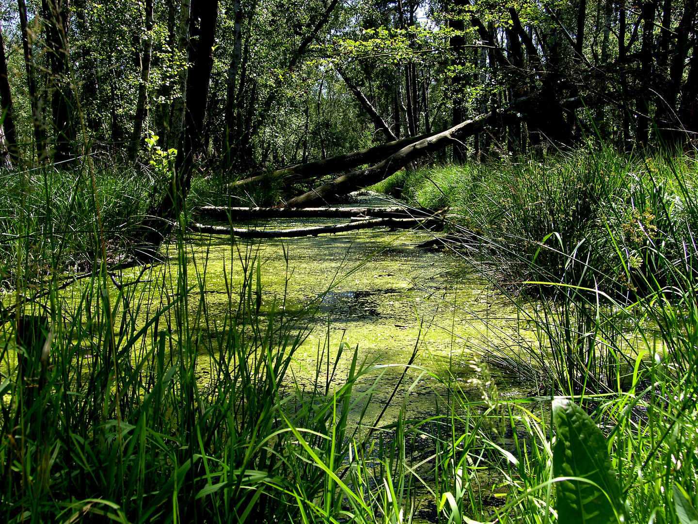 Moor im Küstenwald