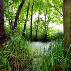 Moor im Küstenwwald