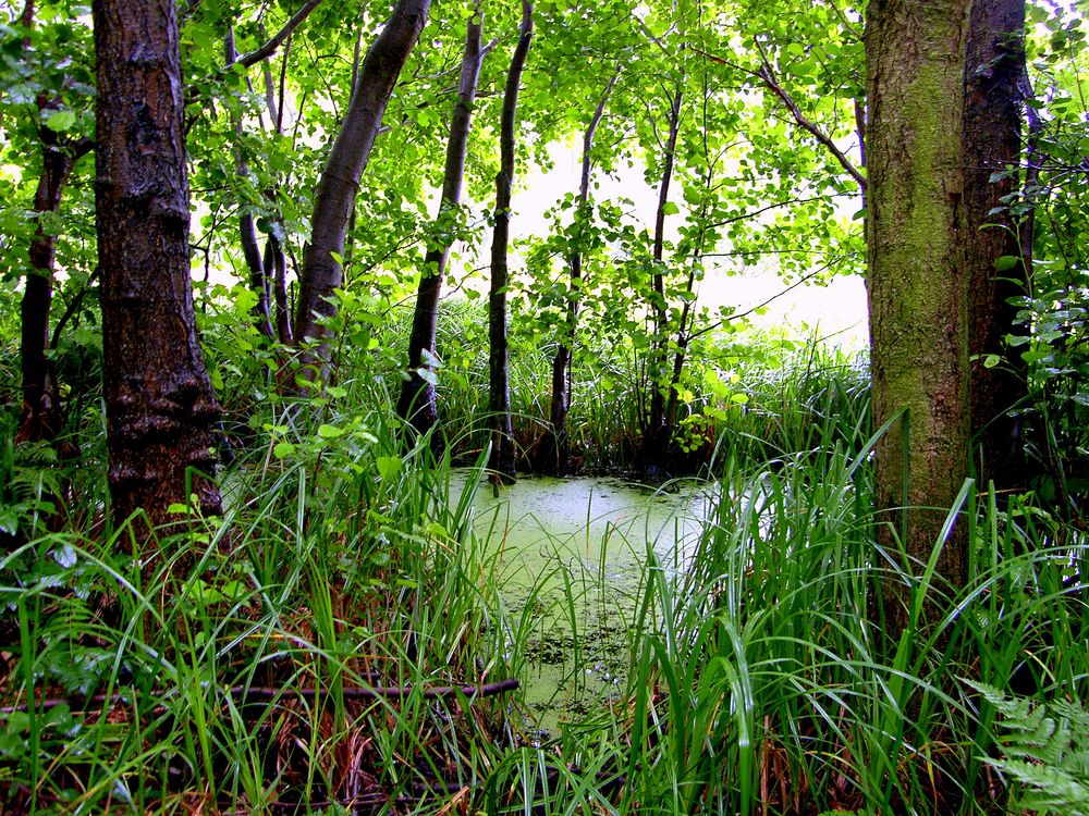 Moor im Küstenwwald