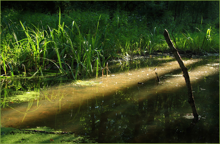 Moor im Licht