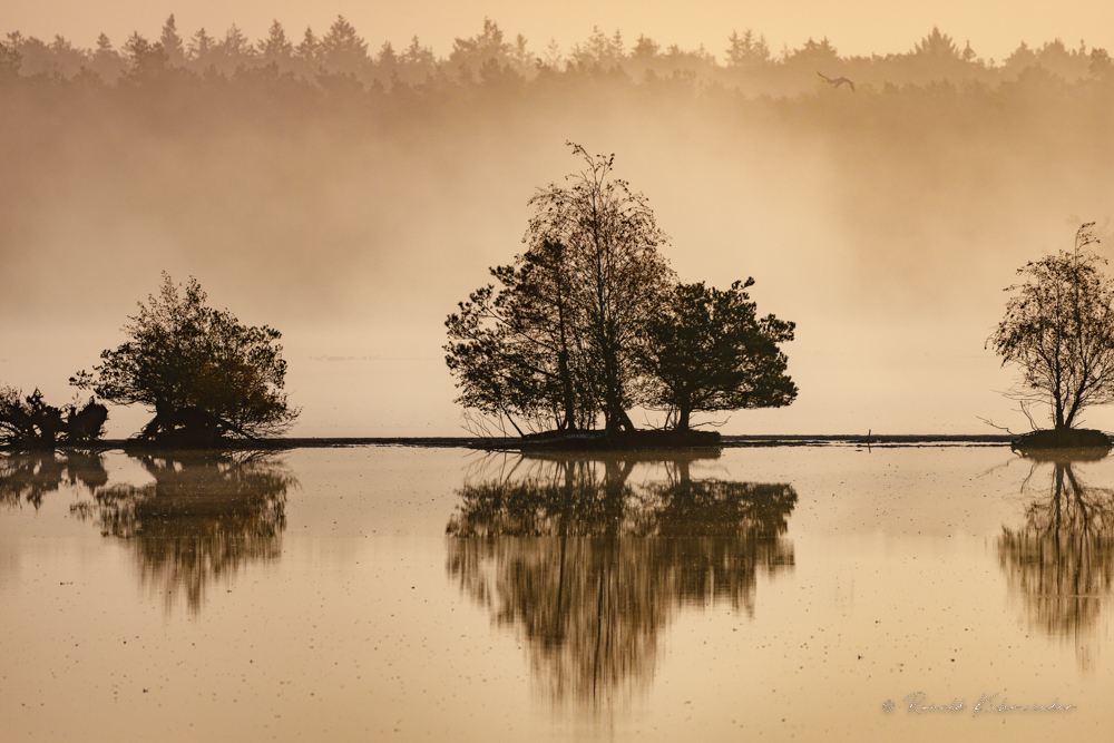 Moor im Morgennebel