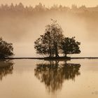 Moor im Morgennebel