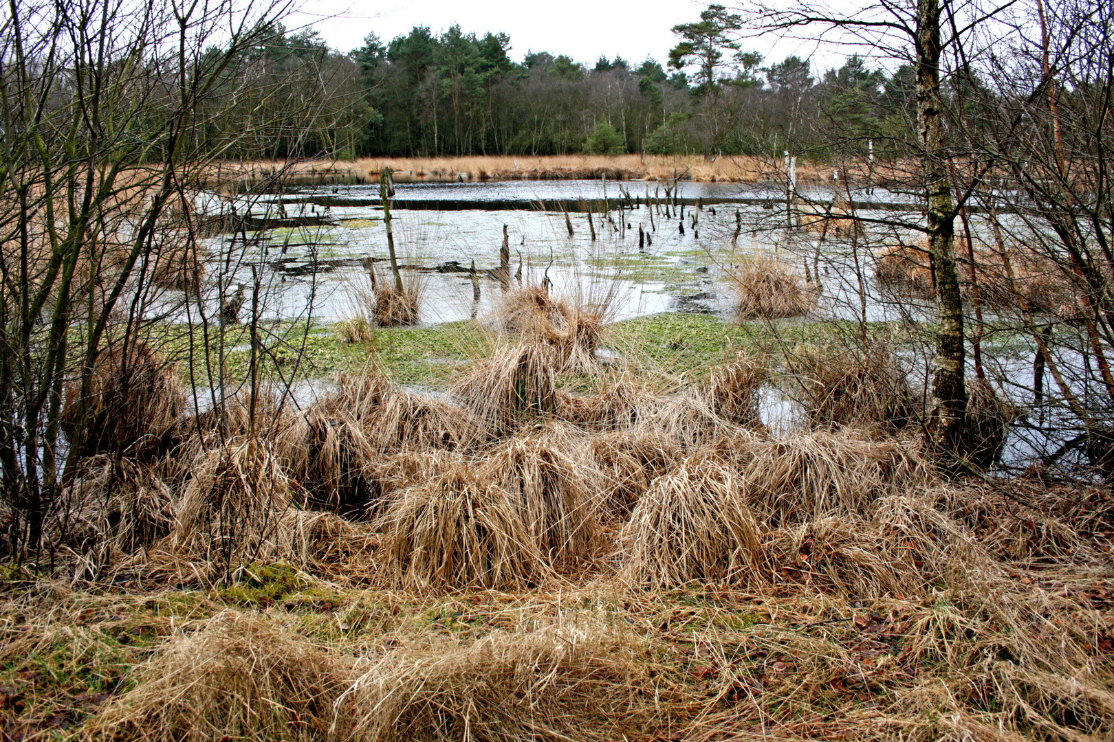 Moor im Münsterland