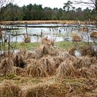 Moor im Münsterland