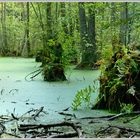 Moor im Nationalpark Jasmund, Rügen