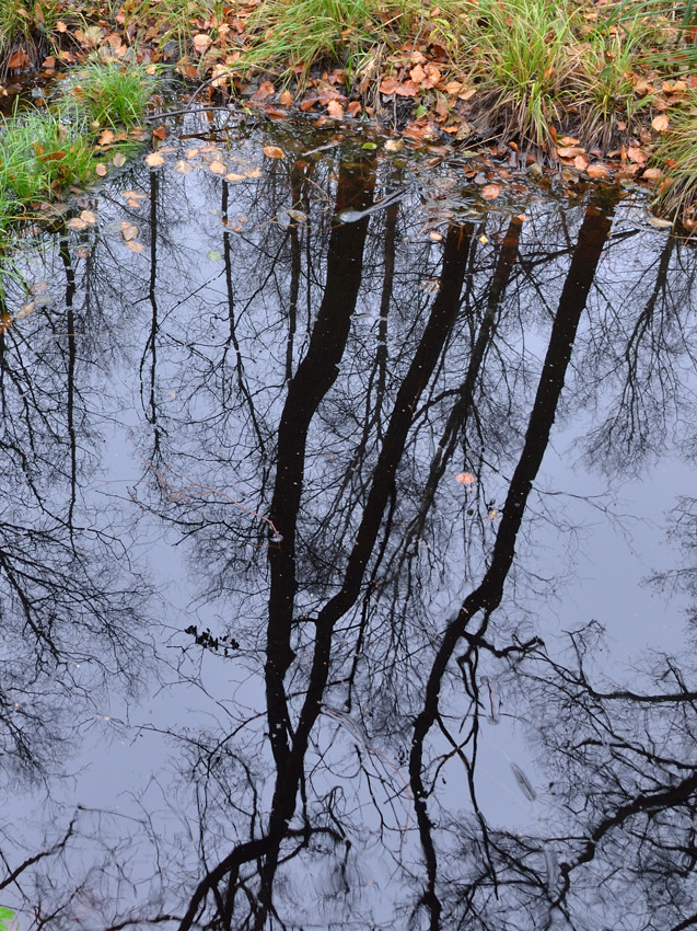 Moor im Nationalpark Vorpommersche Boddenlandschaft