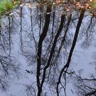 Moor im Nationalpark Vorpommersche Boddenlandschaft