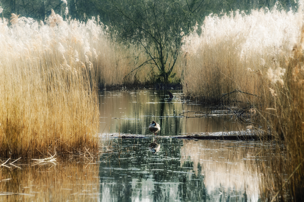 Moor im Naturpark Maas-Schwalmtal-Nette