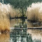 Moor im Naturpark Maas-Schwalmtal-Nette