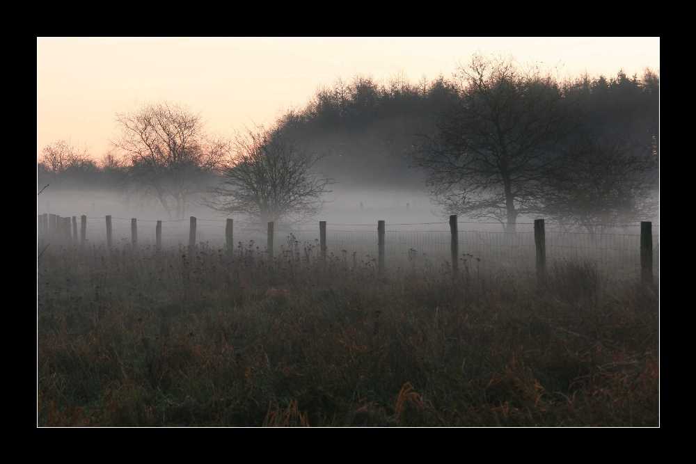 Moor im Nebel