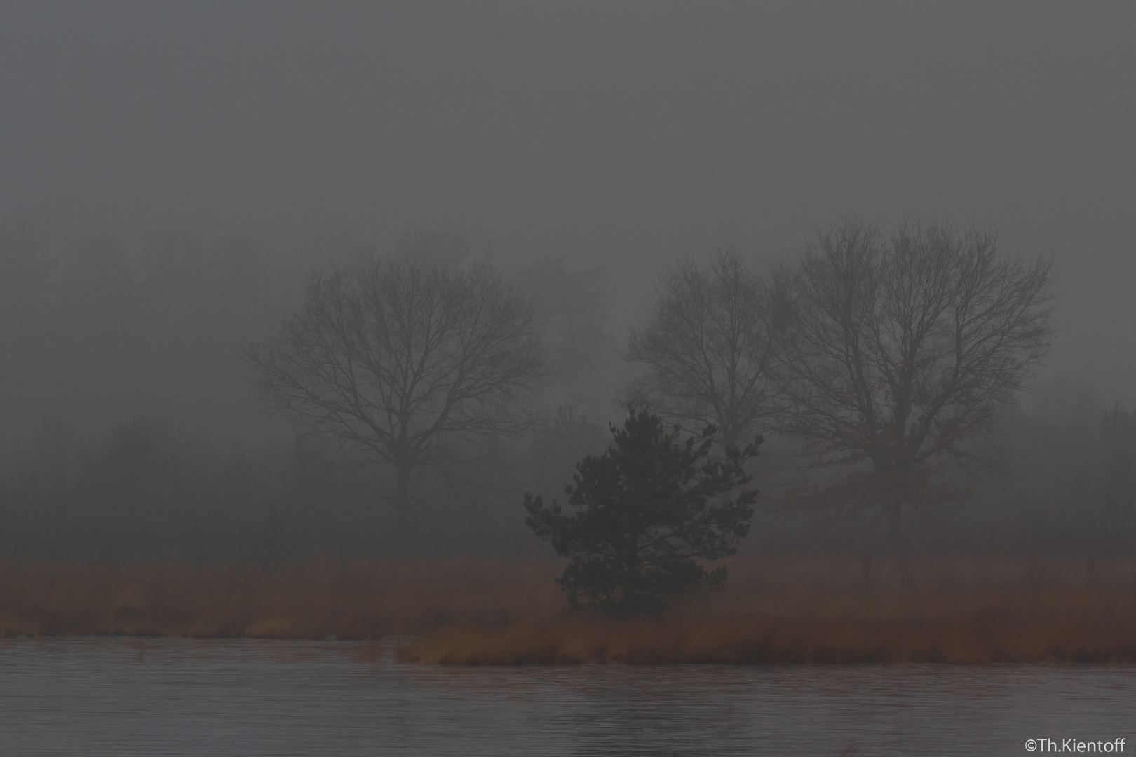 Moor im Nebel 1