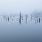 __moor im nebel__