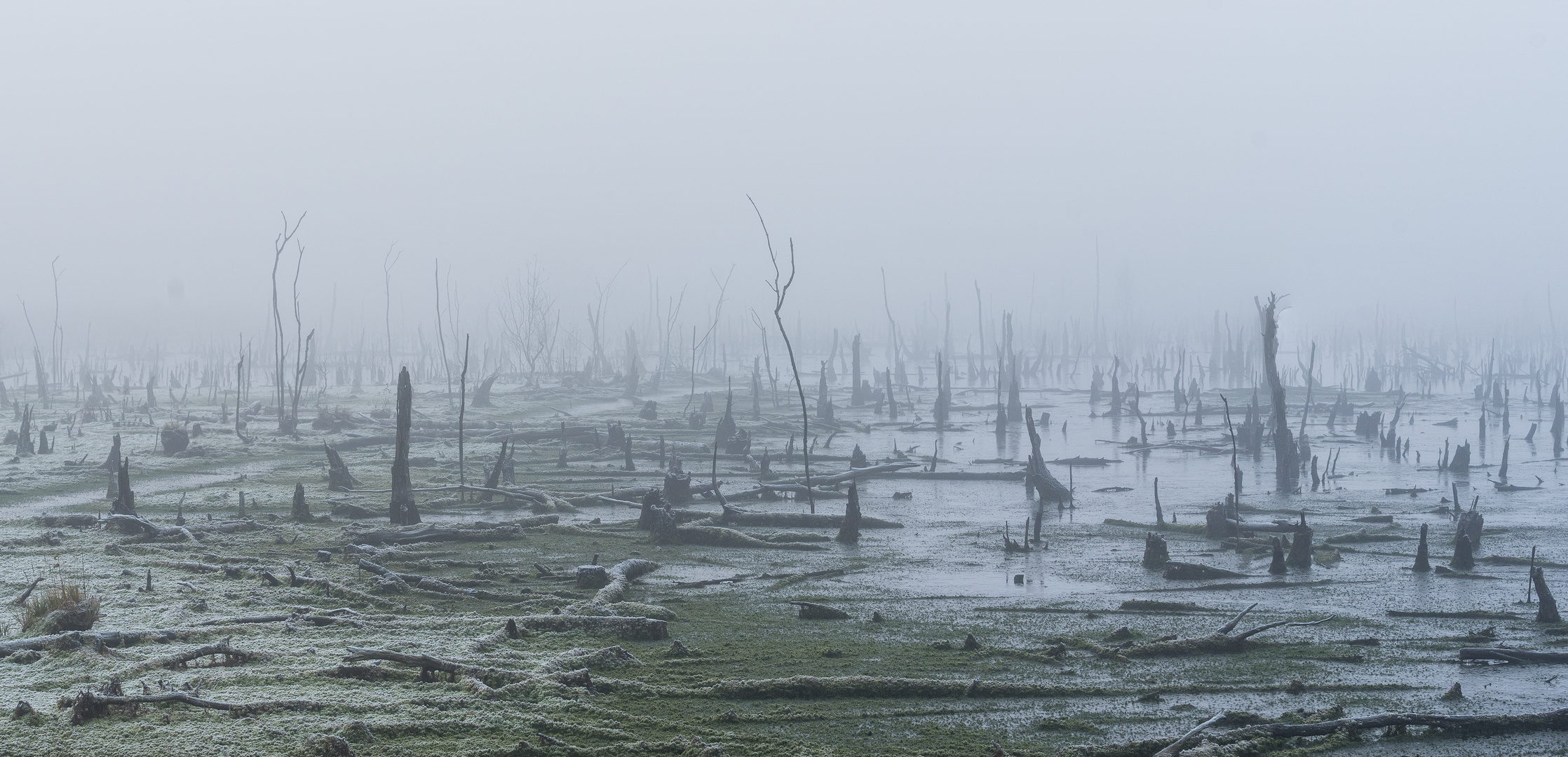 ___Moor im Nebel___