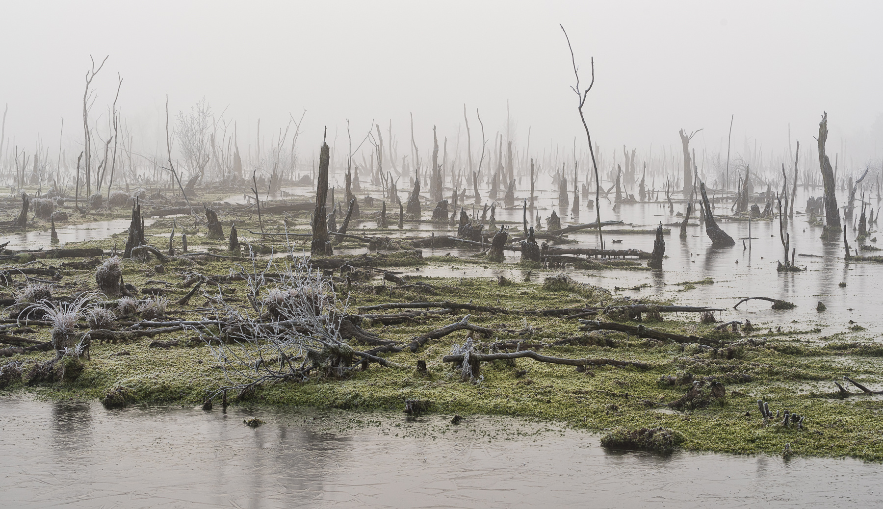 Moor im Nebel