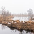 ___Moor im Nebel_______