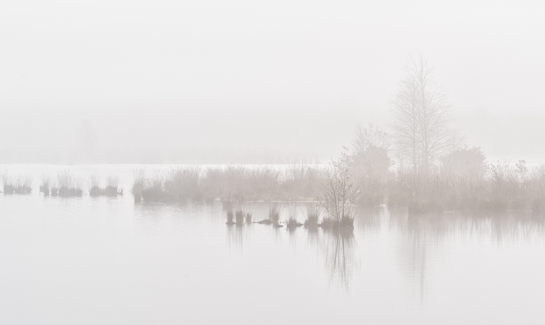 ___moor im nebel___