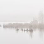 ___moor im nebel___