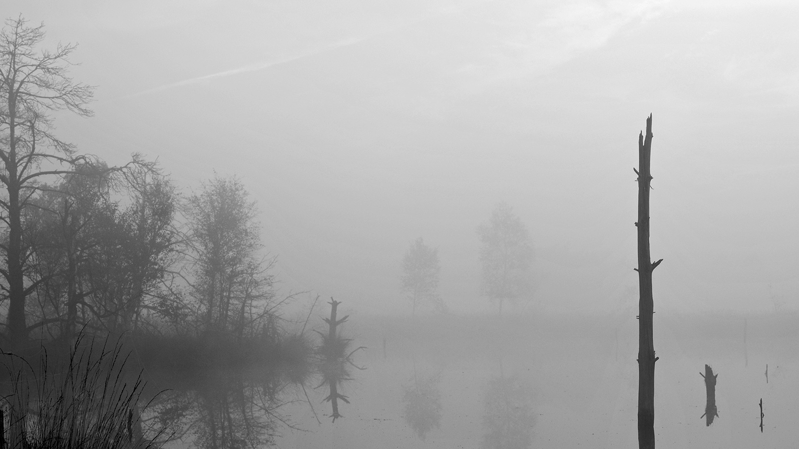 Moor im Nebel