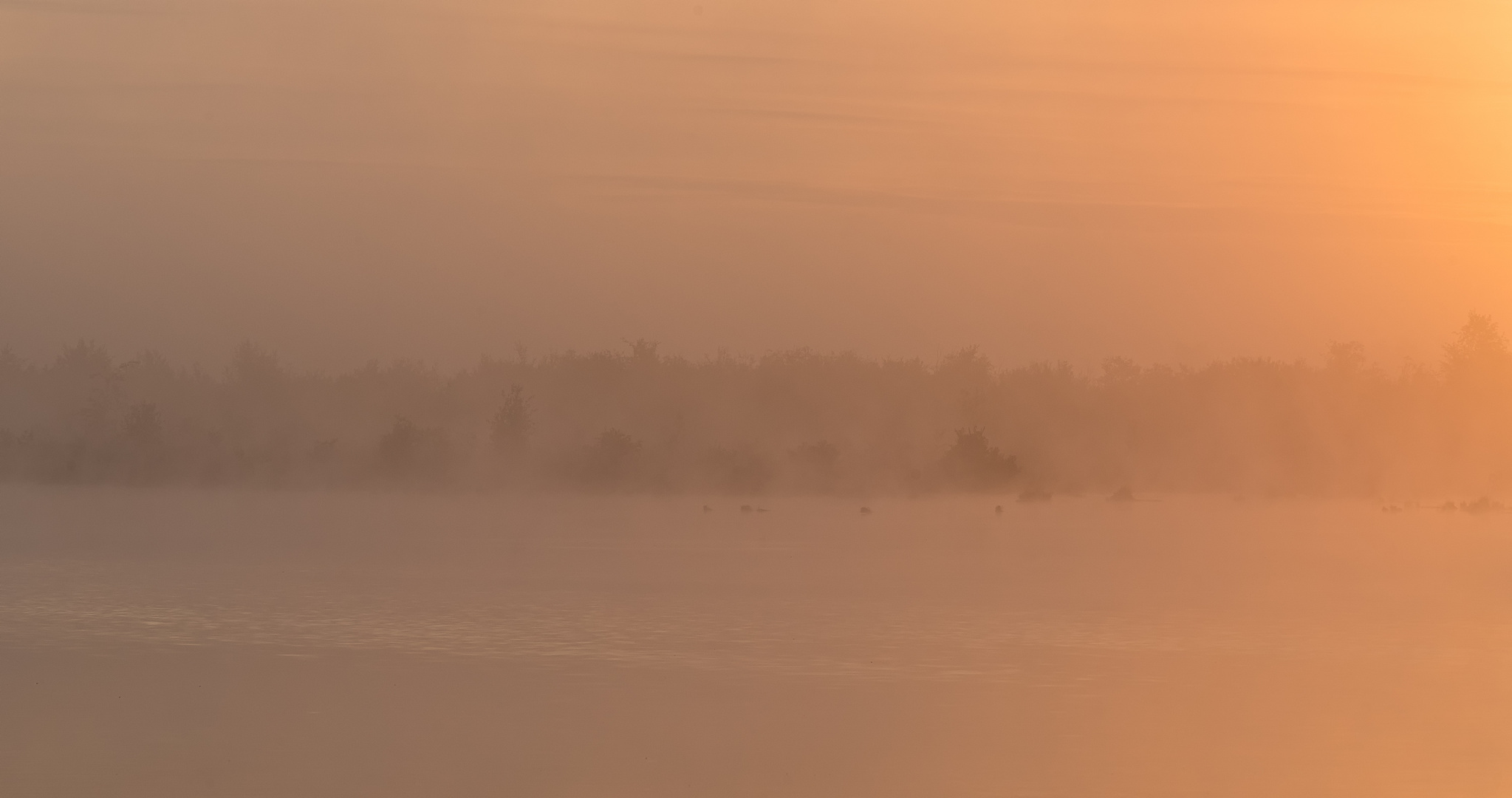 __moor im nebel__