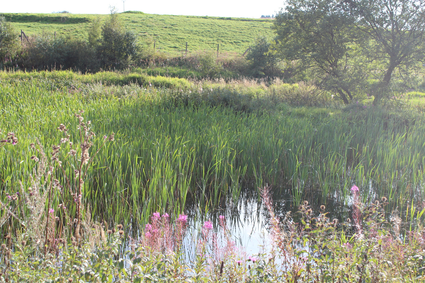 Moor im Sommer