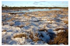 Moor im Soomaa Nationalpark