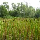 Moor im Spätsommer mit  Rohrkolben (Typha)